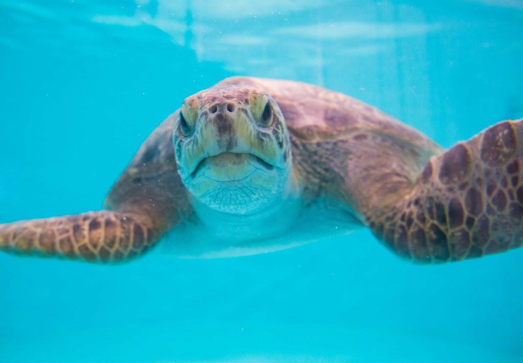 Sea turtle for Pacific Seas Aquarium