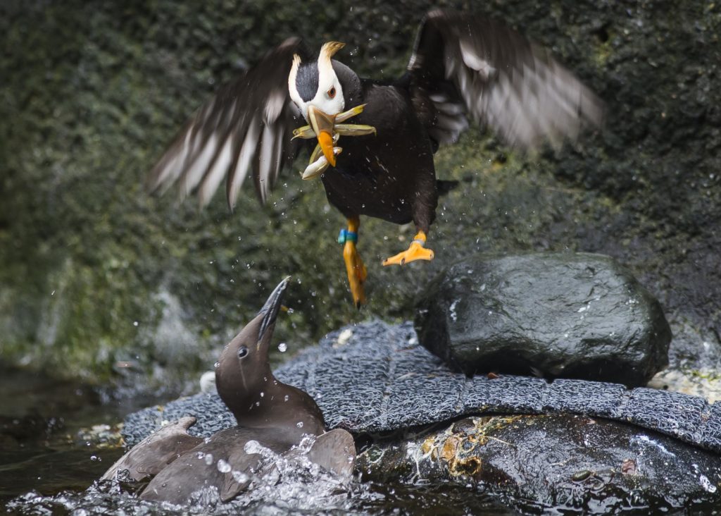 Puffin and murre fighting over fish