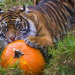 zoo boo tiger pumpkin