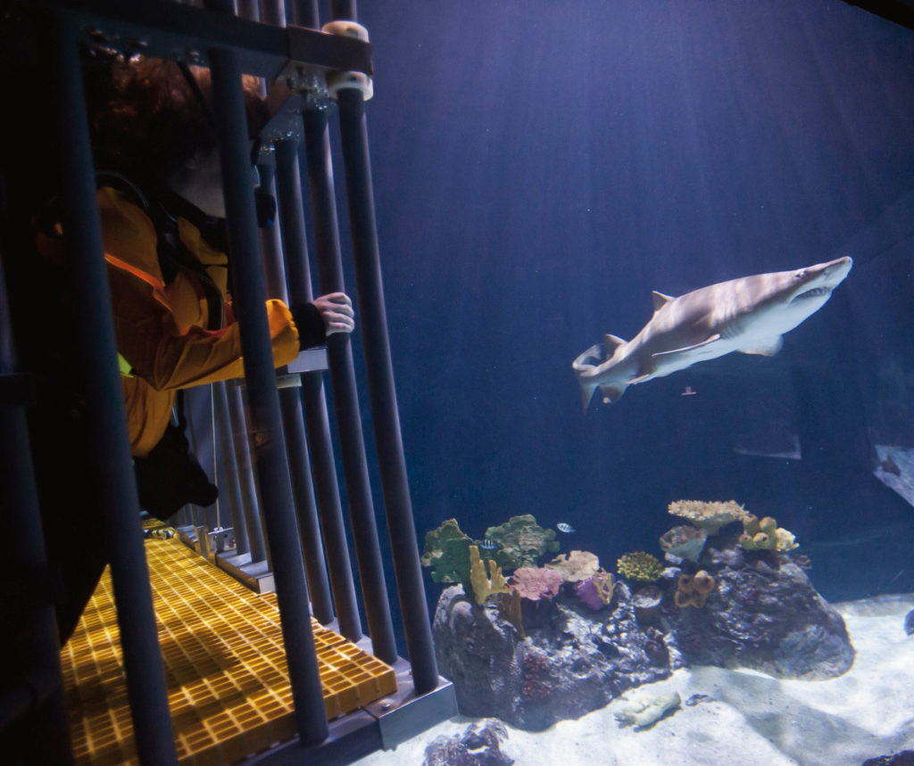 Shark Dive in Aquarium