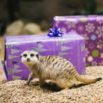 meerkat for holiday gifts
