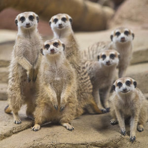 Meerkat family in Kids' Zone
