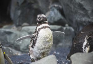 A Magellanic penguin spreads its wings.