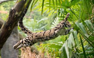 clouded leopard leaping
