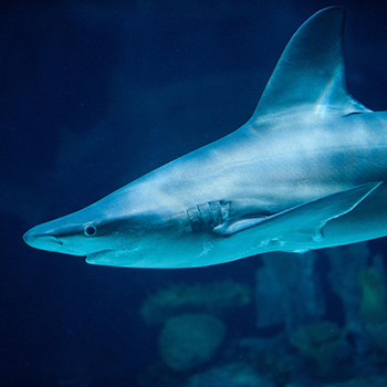 sandbar shark