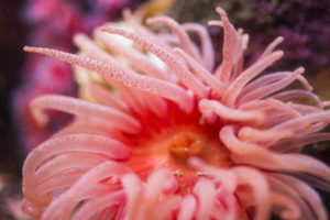Crimson anemone 