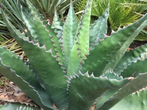 agave jaws plant