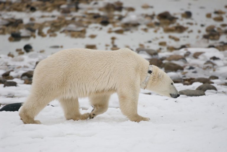 Partnering for Polar Bears - Point Defiance Zoo & Aquarium