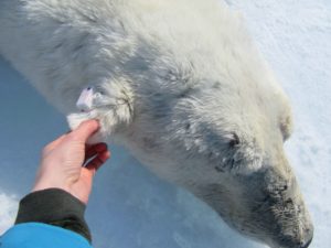 polar bear ear tag