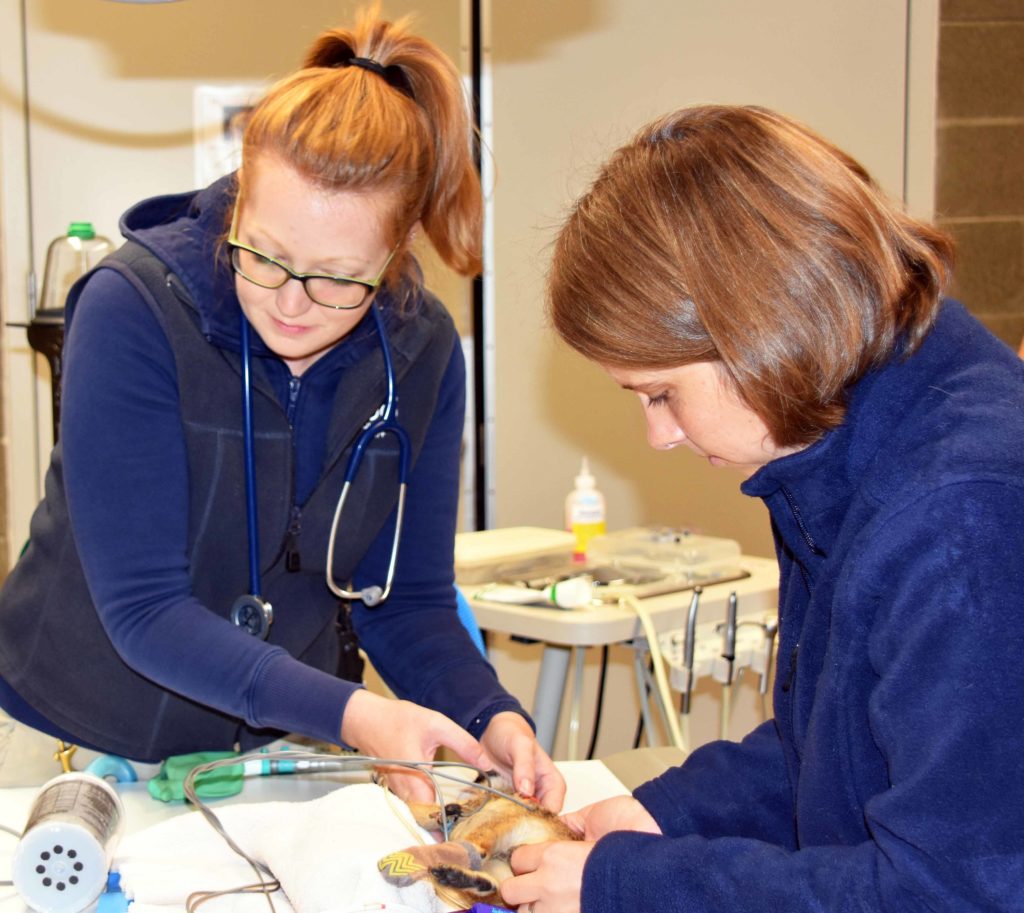 Veterinary technician Lauren Miele (left) assists veterinarian Dr. Kadie Andersen at a dental procedure for a meerkat.