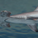 hammerhead shark swimming l