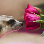 love at zoo meerkat rose