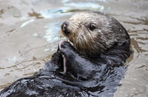 Moea the sea otter munches on some crab.