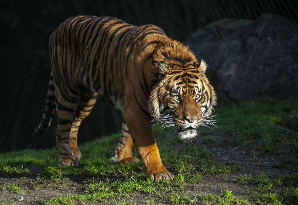 Bandar the tiger stalking