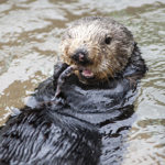 Moea the sea otter