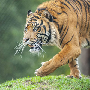 Bandar the tiger