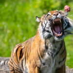 Tiger-Kali-catching-meatballs
