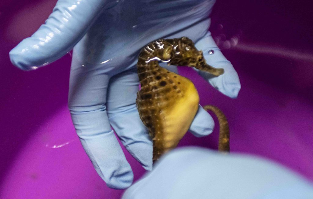 seahorse cradled in hand