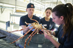 Kat Reed veterinarian doing spider crab exam