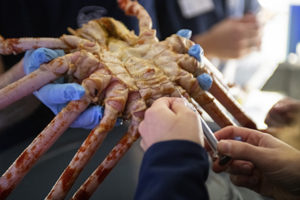 Spider Crabs Make A Scientific Splash Point Defiance Zoo Aquarium