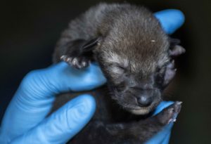 red wolf pup in hand