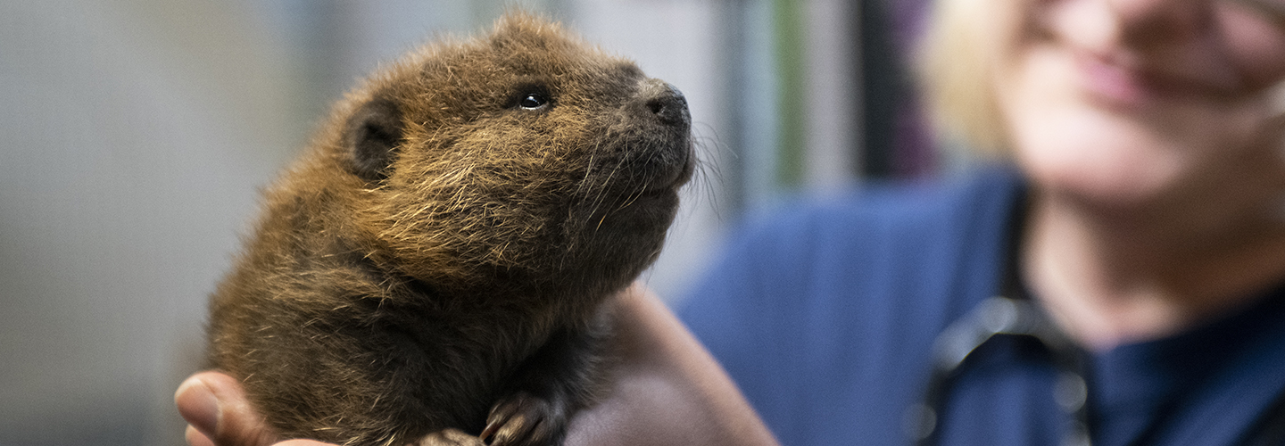 Baby beaver arrives - Point Defiance Zoo & Aquarium