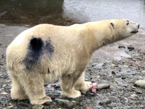 blizzard polar bear dye spot