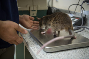 weighing a pouched rat
