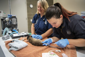 vets drawing blood from rat