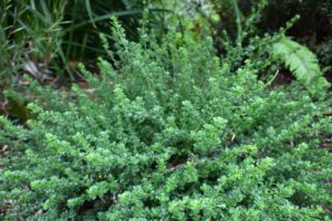alpine bush mint