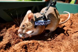  rat mona lisa digging