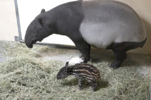 tapir and calf