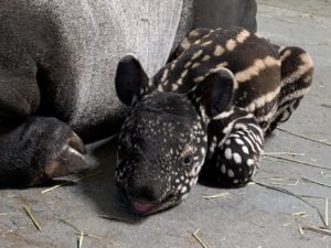 tapir calf