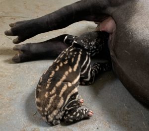 tapir calf nursing