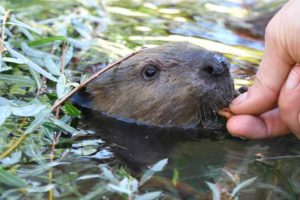 hand feeding butternut beaver kit