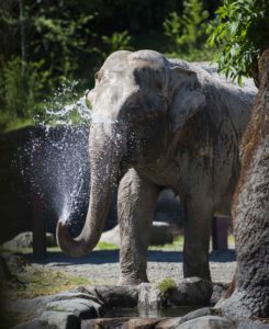 suki elephant splashing