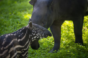 tapir calf and mom