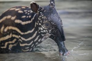 tapir calf in pool