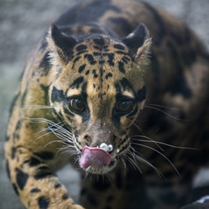 clouded leopard Jao Ying