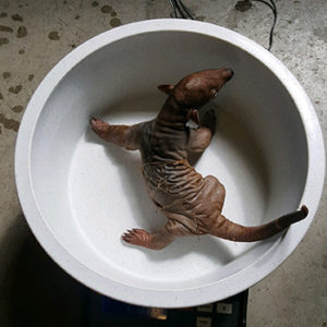  tamandua pup in bowl