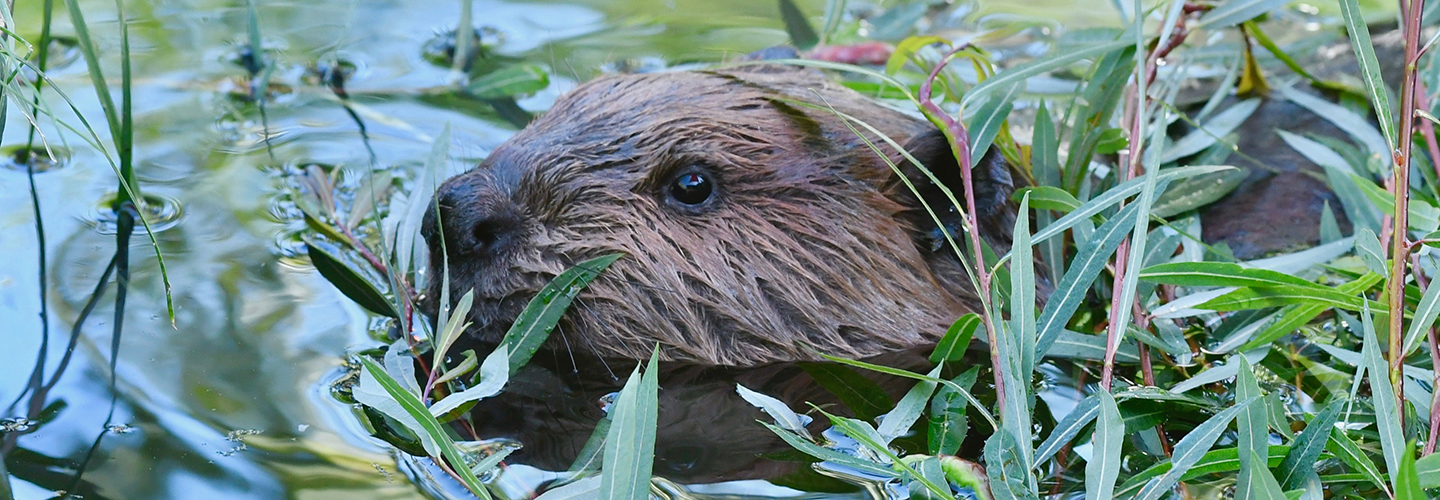 Baby beaver Butternut makes her debut - Point Defiance Zoo & Aquarium