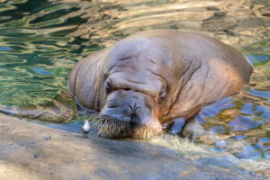 walrus in pool
