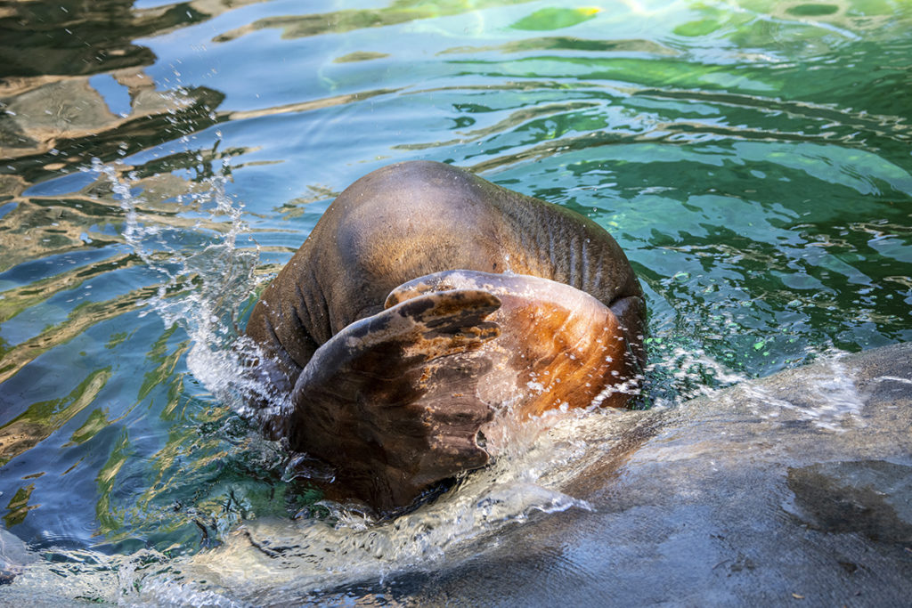 walrus in pool