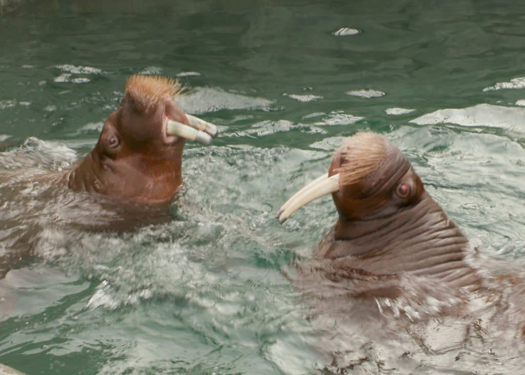 walrus mitik pakak in poo
