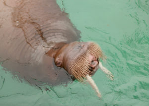 walrus pakak in pool