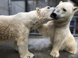 two polar bears playing