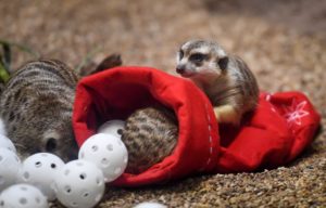 three meerkats in stocking