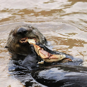 otter with crab