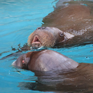 two walruses in pool