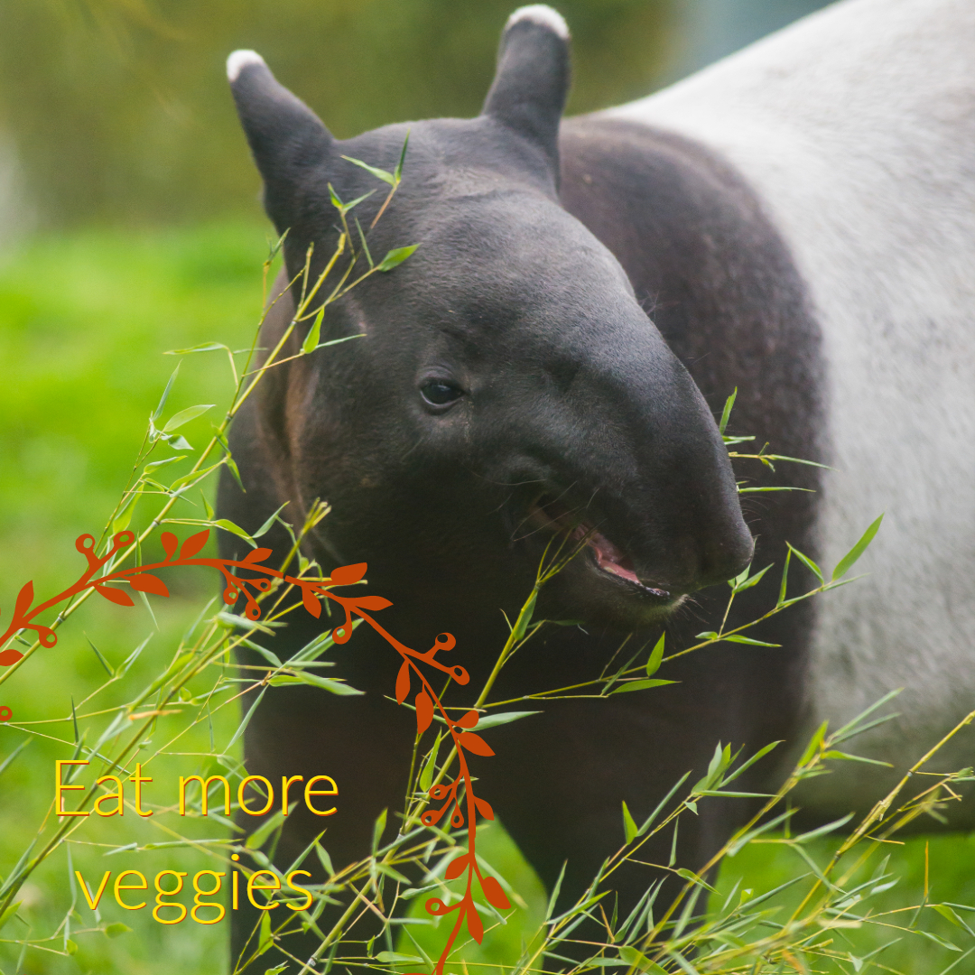 tapir calf eats vegetation